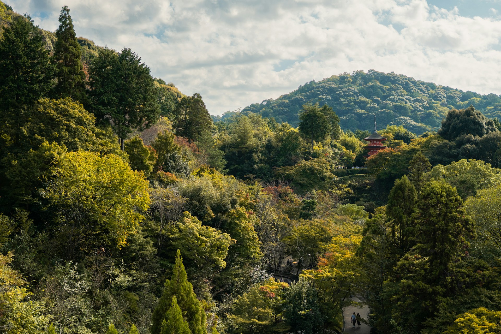 Japanese Forest Landscape